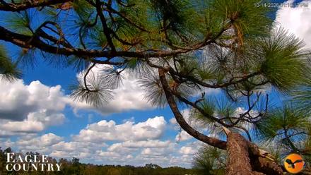 Eagle Country Great Horned Owl Nest Live Cam - Oct 14, 2026, 1:11pm EDT