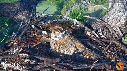 Eagle Country Great Horned Owl Nest Live Cam - Mar 26, 2026, 8:25am EDT