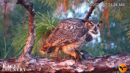 Eagle Country Great Horned Owl Nest Live Cam - Jan 5, 2026, 7:31am EST