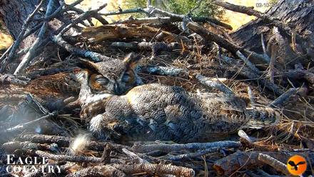 Eagle Country Great Horned Owl Nest Live Cam - Feb 10, 2026, 1:06pm EST