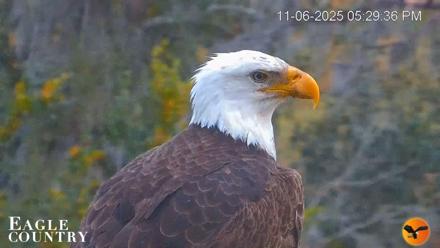 Eagle Country Bald Eagles Nest Live Cam - Nov 6, 2025, 6:22pm EST