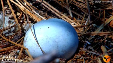 Eagle Country Great Horned Owl Nest Live Cam - Apr 28, 2026, 11:12am EDT