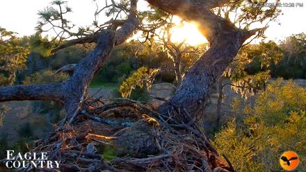 Eagle Country Great Horned Owl Nest Live Cam - Mar 3, 2026, 6:11pm EST