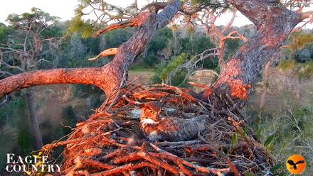 Eagle Country Great Horned Owl Nest Live Cam - Feb 9, 2026, 7:14am EST