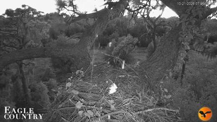 Eagle Country Great Horned Owl Nest Live Cam - Oct 21, 2026, 7:08pm EDT