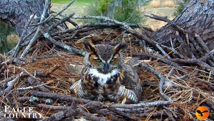 Eagle Country Great Horned Owl Nest Live Cam - Mar 7, 2026, 6:16pm EST