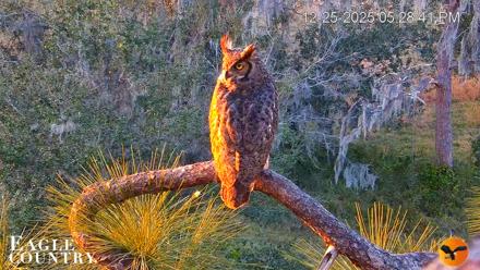 Eagle Country Bald Eagles Nest Live Cam - Dec 25, 2025, 5:29pm EST