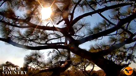 Eagle Country Great Horned Owl Nest Live Cam - Feb 13, 2026, 4:02pm EST