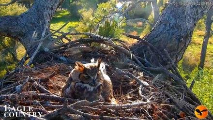 Eagle Country Great Horned Owl Nest Live Cam - Mar 19, 2026, 6:02pm EDT