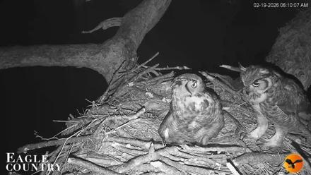 Eagle Country Great Horned Owl Nest Live Cam - Feb 19, 2026, 6:47am EST