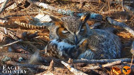 Eagle Country Great Horned Owl Nest Live Cam - Feb 9, 2026, 9:18am EST
