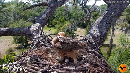 Eagle Country Great Horned Owl Nest Live Cam - Mar 27, 2026, 1:39pm EDT