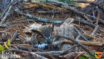 Eagle Country Great Horned Owl Nest Live Cam - Jan 14, 2026, 4:38pm EST