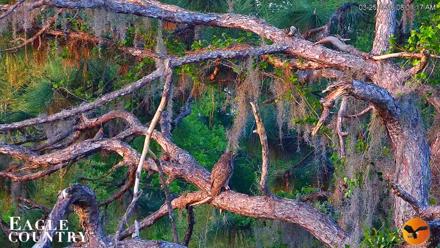 Eagle Country Great Horned Owl Nest Live Cam - Mar 25, 2026, 12:40pm EDT