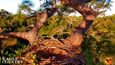 Eagle Country Great Horned Owl Nest Live Cam - Apr 11, 2026, 8:01am EDT