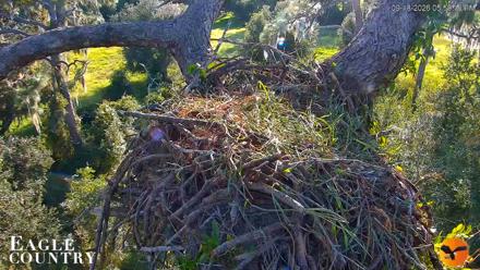 Eagle Country Great Horned Owl Nest Live Cam - Sep 18, 2026, 5:59pm EDT
