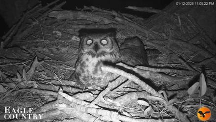 Eagle Country Great Horned Owl Nest Live Cam - Jan 12, 2026, 11:06pm EST