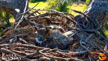 Eagle Country Great Horned Owl Nest Live Cam - Mar 22, 2026, 4:02pm EDT