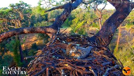 Eagle Country Great Horned Owl Nest Live Cam - Feb 28, 2026, 7:37am EST