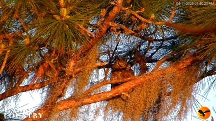 Eagle Country Great Horned Owl Nest Live Cam - Apr 11, 2026, 7:48am EDT