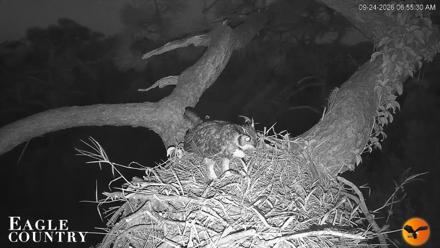 Eagle Country Great Horned Owl Nest Live Cam - Sep 24, 2026, 6:56am EDT