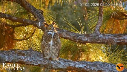 Eagle Country Great Horned Owl Nest Live Cam - Jan 2, 2026, 5:10pm EST