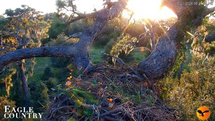 Eagle Country Great Horned Owl Nest Live Cam - Oct 21, 2026, 6:29pm EDT