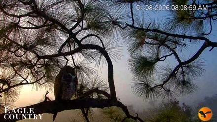 Eagle Country Great Horned Owl Nest Live Cam - Jan 8, 2026, 8:09am EST