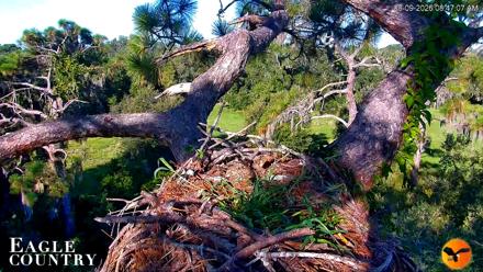 Eagle Country Great Horned Owl Nest Live Cam - Aug 9, 2026, 8:47am EDT