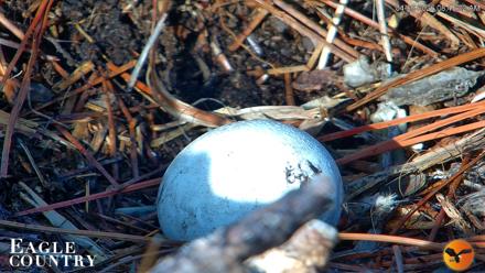 Eagle Country Great Horned Owl Nest Live Cam - Apr 6, 2026, 9:16am EDT