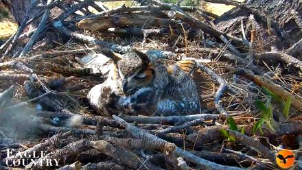 Eagle Country Great Horned Owl Nest Live Cam - Feb 6, 2026, 1:13pm EST