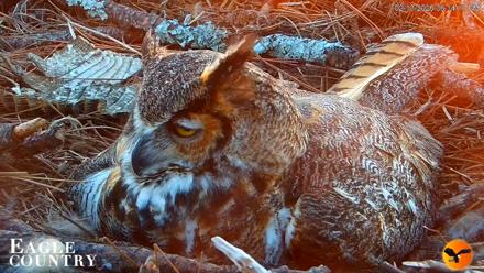 Eagle Country Great Horned Owl Nest Live Cam - Feb 13, 2026, 6:15pm EST