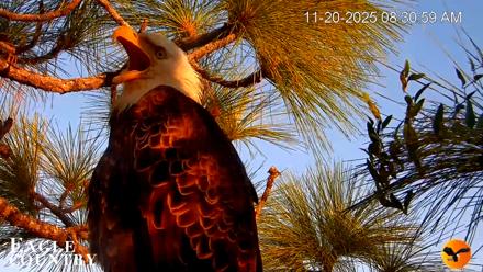 Eagle Country Bald Eagles Nest Live Cam - Nov 20, 2025, 8:32am EST
