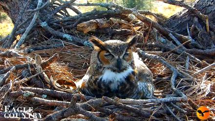 Eagle Country Great Horned Owl Nest Live Cam - Feb 28, 2026, 4:16pm EST