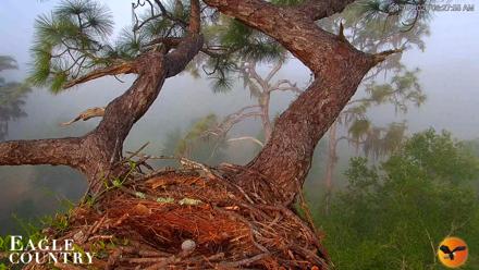 Eagle Country Great Horned Owl Nest Live Cam - Apr 6, 2026, 8:28am EDT
