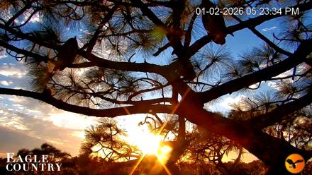 Eagle Country Great Horned Owl Nest Live Cam - Jan 2, 2026, 5:24pm EST