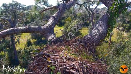 Eagle Country Great Horned Owl Nest Live Cam - Oct 14, 2026, 2:13pm EDT