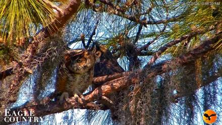 Eagle Country Great Horned Owl Nest Live Cam - Apr 17, 2026, 2:17pm EDT