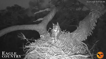 Eagle Country Great Horned Owl Nest Live Cam - Sep 24, 2026, 6:58am EDT
