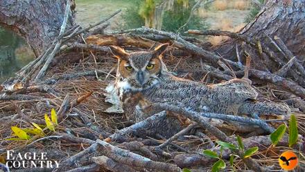 Eagle Country Great Horned Owl Nest Live Cam - Jan 8, 2026, 5:51pm EST