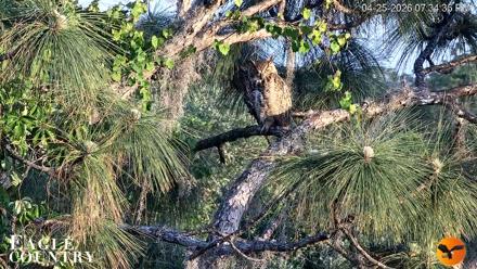 Eagle Country Great Horned Owl Nest Live Cam - Apr 25, 2026, 7:35pm EDT