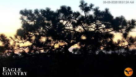Eagle Country Great Horned Owl Nest Live Cam - Aug 6, 2026, 6:52am EDT