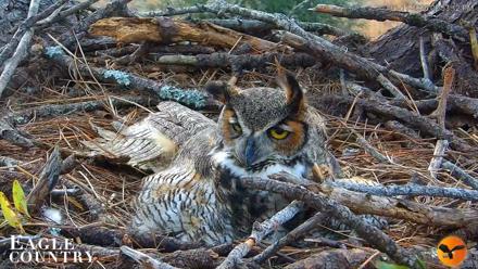 Eagle Country Great Horned Owl Nest Live Cam - Jan 11, 2026, 2:55pm EST