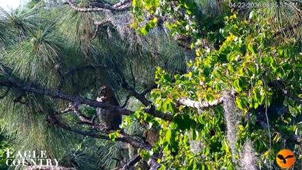 Eagle Country Great Horned Owl Nest Live Cam - Apr 22, 2026, 8:16am EDT