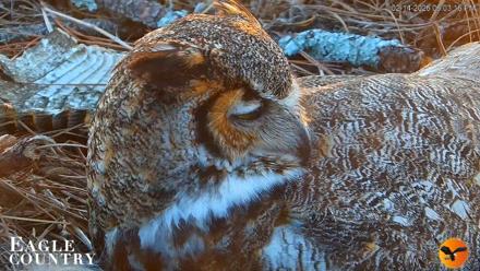 Eagle Country Great Horned Owl Nest Live Cam - Feb 14, 2026, 6:04pm EST