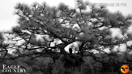 Eagle Country Bald Eagles Nest Live Cam - Nov 6, 2025, 5:51pm EST