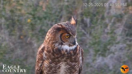 Eagle Country Bald Eagles Nest Live Cam - Dec 25, 2025, 5:41pm EST