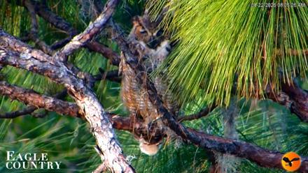 Eagle Country Great Horned Owl Nest Live Cam - Apr 22, 2026, 8:06am EDT