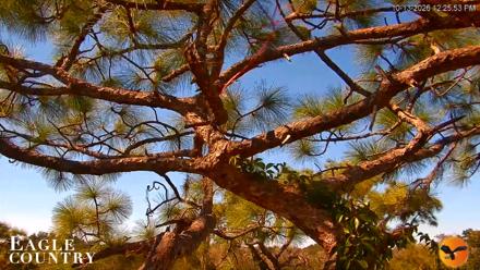 Eagle Country Great Horned Owl Nest Live Cam - Oct 13, 2026, 12:27pm EDT