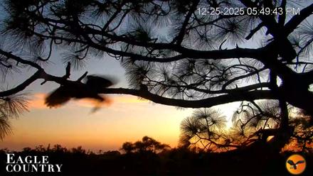 Eagle Country Bald Eagles Nest Live Cam - Dec 25, 2025, 5:50pm EST